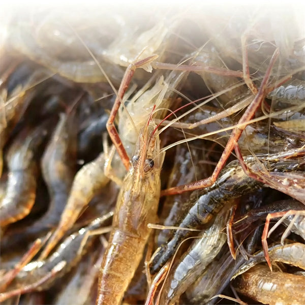 Frozen Wild River Shrimps