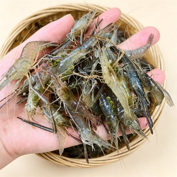 Frozen Wild River Shrimps