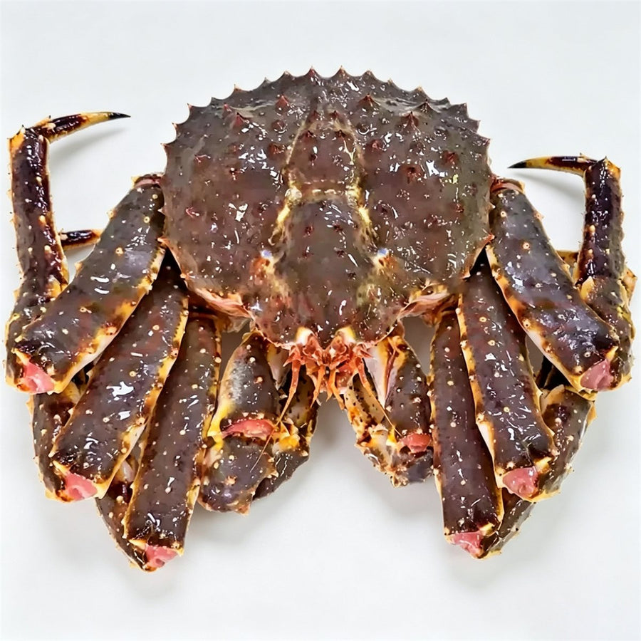 Live giant king crab