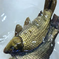 Fresh Whole Crucian Carp