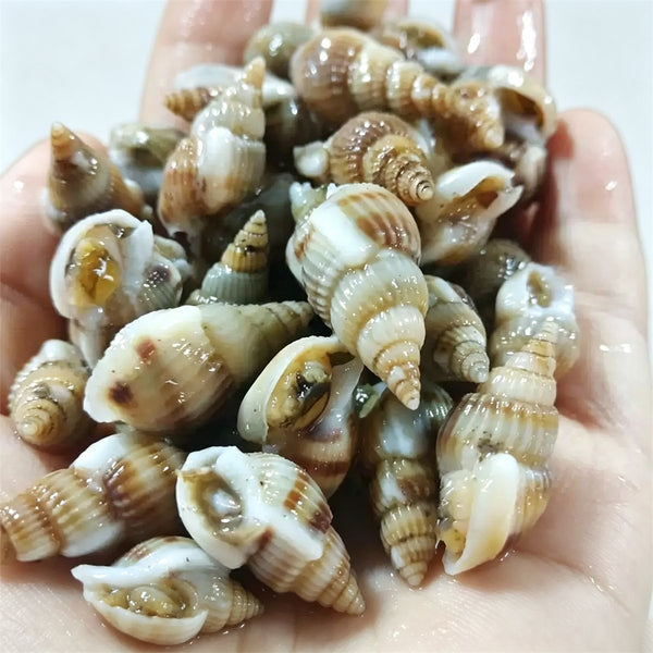 Fresh Live Sea Snails